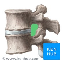 <p>Intervertebral foramen</p>