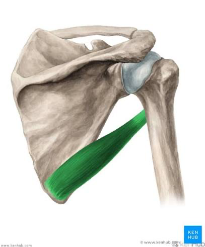 <p>Teres Major</p>