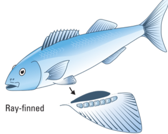 <p>ray-finned fish; fin muscle barely extends onto fin (if at all)</p>