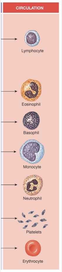 <p>Erythrocytes → Red Blood Cells</p><ul><li><p>Bind O<sub>2</sub> and some CO<sub>2</sub></p></li><li><p>Hematocrit; Erythropoietin increases</p></li></ul><p>Leukocytes → Immune System</p><ul><li><p>eosinophils, basophils, monocytes, neutrophils</p></li></ul><p>Platelets</p><ul><li><p>allows clotting</p></li></ul><p></p>