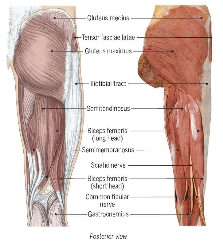 <p>hamstrings and popliteus </p>
