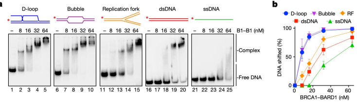 <p>A gel shift assay can be used to test the binding of proteins to different DNA structures, such as D-loops, bubbles, replication forks, double-stranded DNA, and single-stranded DNA. In this assay, the DNA is incubated with the protein of interest, such as BRCA1-BARD1. When the protein binds to the DNA, the DNA moves more slowly through the gel, causing a “shifted” band that appears higher up compared to unbound DNA. The higher the band appears on the gel, the stronger the binding affinity between the DNA and the protein. Using this approach, it was observed that BRCA1-BARD1 binds most strongly to D-loop and bubble structures, showing higher bands, while replication fork, double-stranded, and single-stranded DNA showed lower binding.</p>