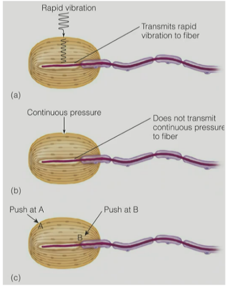 <p><strong><u>Pacinian corpuscle</u></strong> responds to <u>vibrations</u>, but <u>NOT continuous pressure </u></p><ul><li><p>(b/c is a RA that fires at onset and offset)</p></li></ul><p>__</p><p>if directly stimulate the nerve fiber <strong>after dissecting the corpuscle</strong>, it will lead to <u>continuous firing</u></p><p>__</p><p>(picture)</p><ul><li><p>mechanical stimulation of <u>rapid pressure at location A</u> causes <u>rapid adapting response b/w on and off</u></p><ul><li><p>b/c stimulates outer area to cause deformation BUT <mark data-color="blue" style="background-color: blue; color: inherit;">deformation has to travel and will fade </mark>before reaching the central nerve ending (in purple) → <mark data-color="blue" style="background-color: blue; color: inherit;">causing on and off firing with rapid adaptation</mark></p></li></ul></li><li><p>mechanical stimulation of <u>continuous pressure at location B</u> does <strong><u>NOT </u></strong><u>produce rapid adaptation</u>, <strong>instead </strong>the response <u>is </u><strong><u>continuous </u></strong><u>during the entire period of stimulation</u>/cont. pressure</p><ul><li><p>b/c stimulates <mark data-color="blue" style="background-color: blue; color: inherit;">close </mark>to the central nerve ending (in purple), so nerve ending stays continuously deformed → <mark data-color="blue" style="background-color: blue; color: inherit;">causing continuous firing</mark></p></li></ul></li></ul><p>^^ SO the <u>onion-like structure</u> of the <u>Pacinian corpuscle</u> must be responsible for the <u>rapid</u> adaptation (aka <u>RA</u> fibers)</p><p></p>