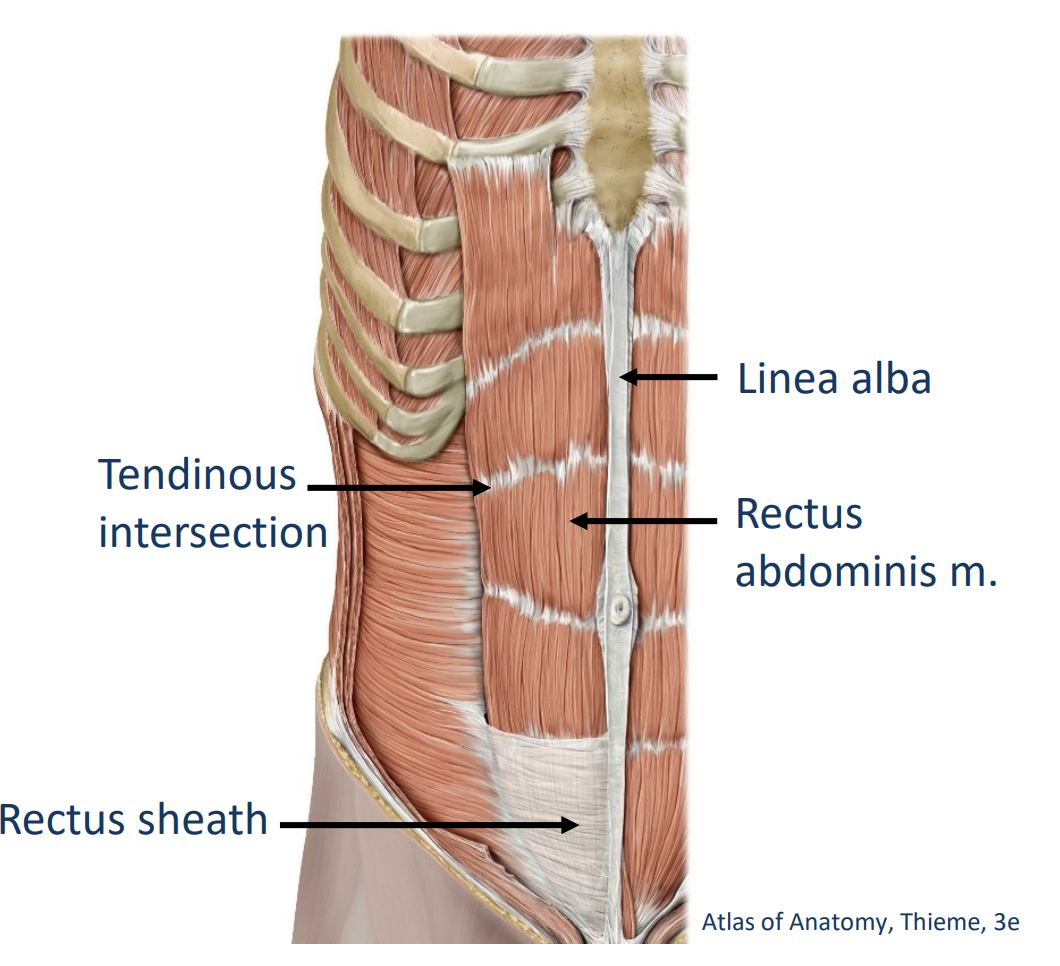 <p>Origin: Pubic bone of pelvis</p><p>.</p><p>Insertion: Sternum and Ribs Innervation</p><p>.</p><p>Innervation: <span style="color: rgb(128, 216, 255);"><strong>Intercostal nn. (ventral rami)</strong></span> & <span style="color: rgb(85, 247, 45);"><strong>subcostal n. (T12 ventral ramus)</strong></span></p><p>,</p><p>Actions: <span style="color: rgb(244, 88, 88);"><strong>Flex trunk</strong></span>, compress abdominal viscera, <span style="color: rgb(240, 56, 255);">stabilize pelvis</span></p>