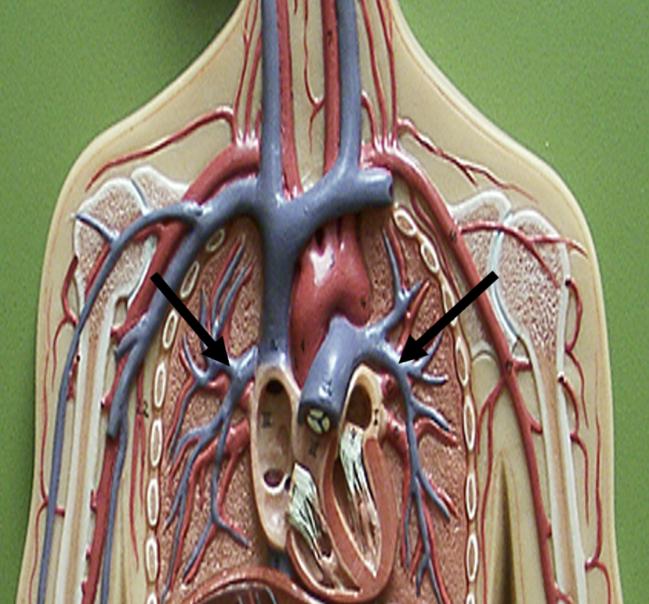 <p><span>Identify the blood vessel indicated by the pointer.</span></p>