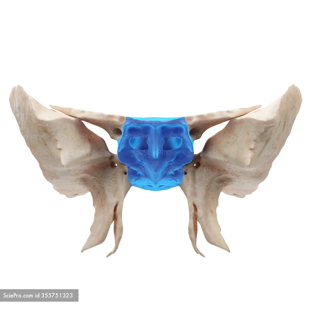 knowt flashcard image