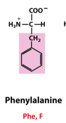 <p>Phe, F, Aromatic R Group, non polar</p>