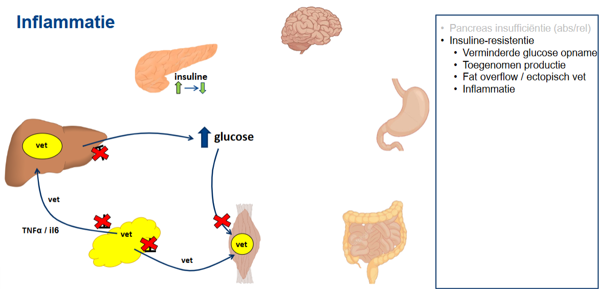 <ul><li><p><strong>Inflammatie</strong> betekent ontsteking en wordt in de presentatie toegevoegd als onderdeel van de pathofysiologie van diabetes type 2.</p></li><li><p>De presentatie noemt twee ontstekingsmediatoren:</p><ul><li><p><strong>TNF-α</strong>: tumor necrosis factor alfa;</p></li><li><p><strong>IL-6</strong>: interleukine-6.</p></li></ul></li><li><p>Dit zijn signaalstoffen die betrokken zijn bij ontstekingsprocessen.</p></li><li><p>In het totale schema komt inflammatie naast pancreasinsufficiëntie, insulineresistentie, verminderde glucose-opname, toegenomen glucoseproductie en fat overflow te staan.</p></li><li><p>De presentatie benadrukt daarmee dat inflammatie onderdeel is van het bredere ziekteproces van diabetes type 2.</p></li></ul><p></p>