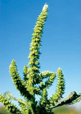 <p>Identify the weed</p>