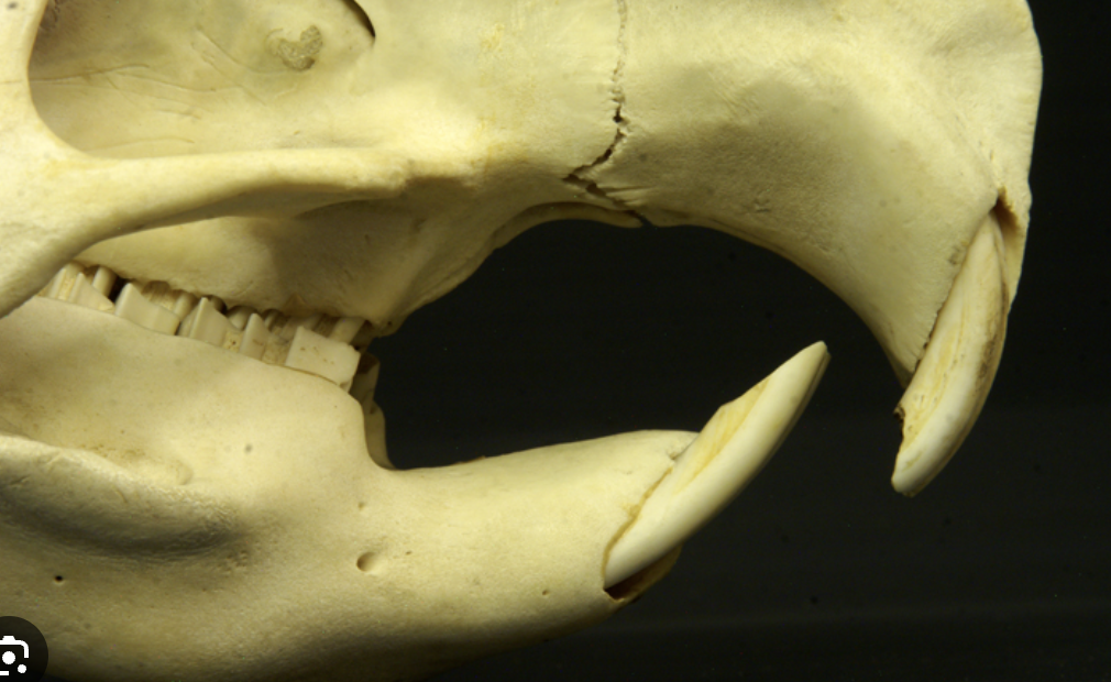 <p>Identify the diastema on a cranium</p>