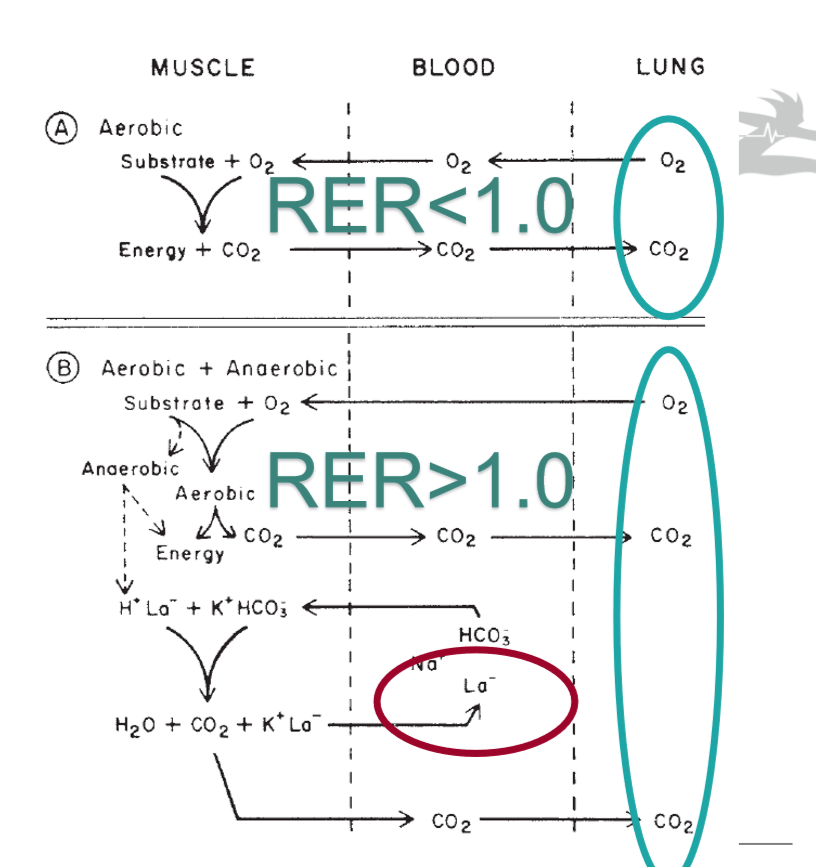 <p>Erkläre dieses Diagramm: </p>