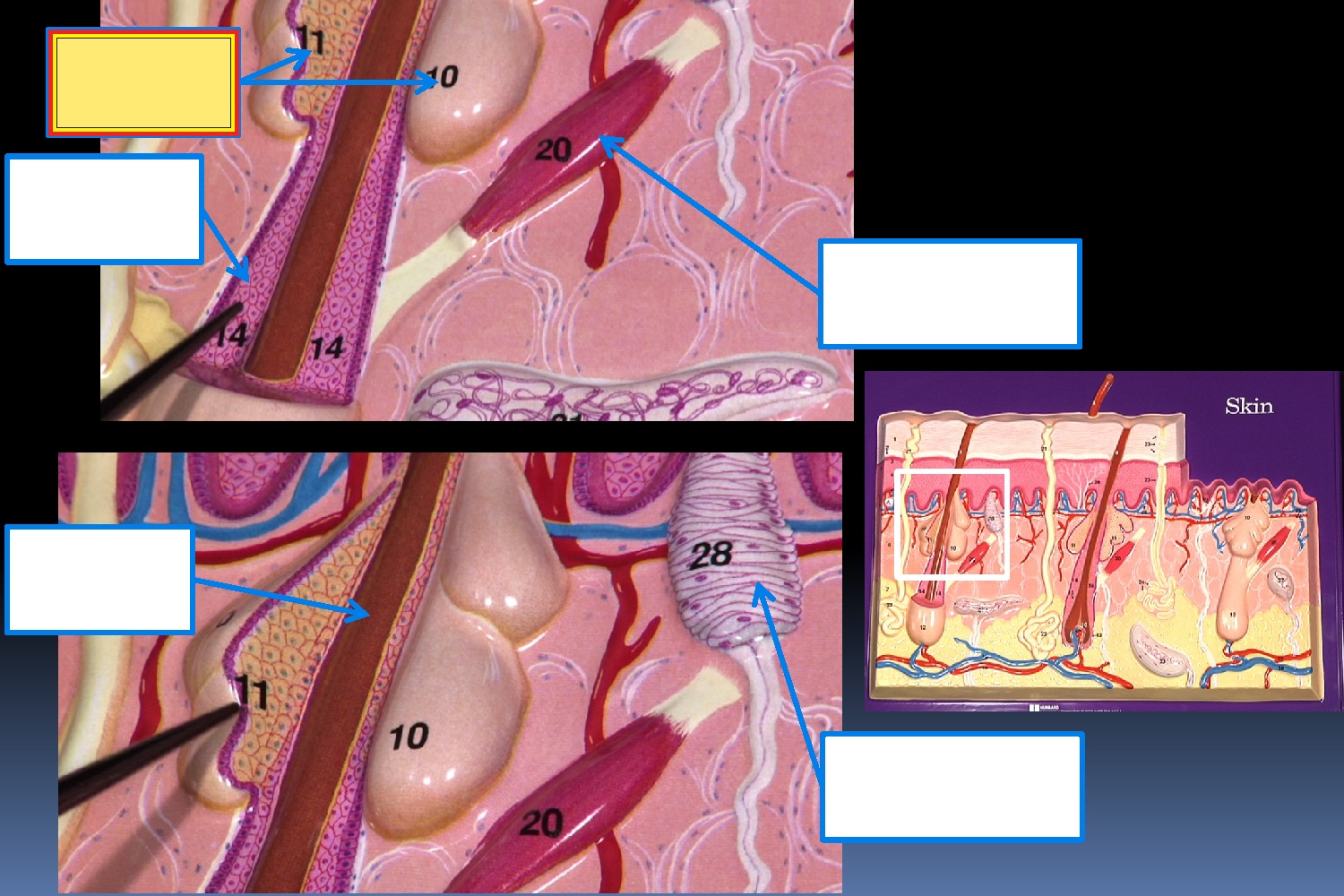 <p>Structure 10/11</p>