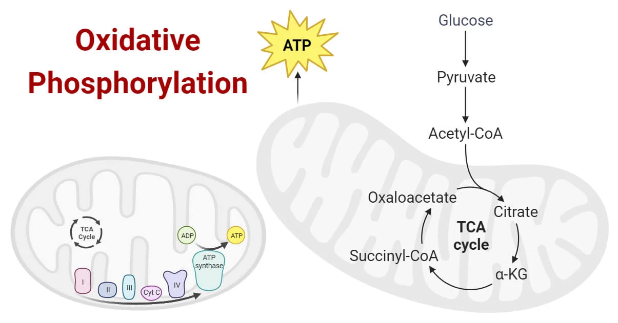 <p>What is oxidative phosphorylation?</p>
