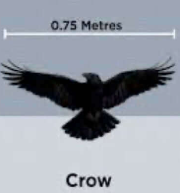 <p>Crow vs raven</p>