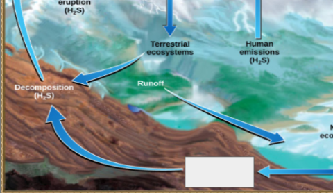 <p>sulfur cycle: name the step </p>
