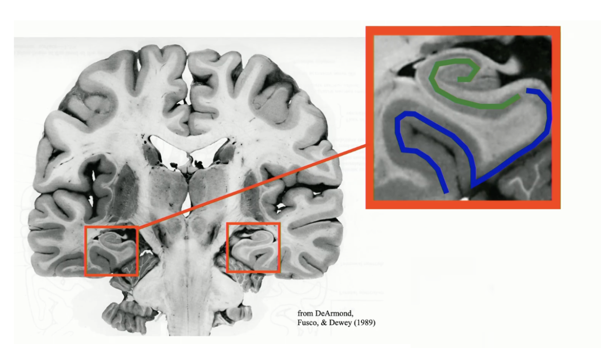 <p>Identify the structures highlighted in blue and green</p>