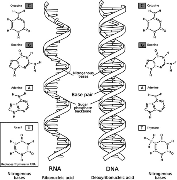 <p>Polynucleotide </p>