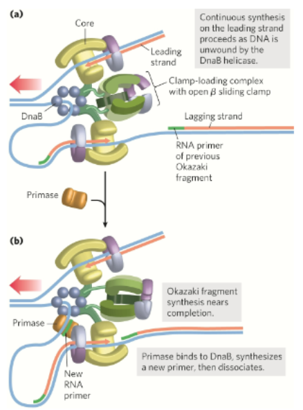 <p>What is the basic lagging strand synthesis </p>