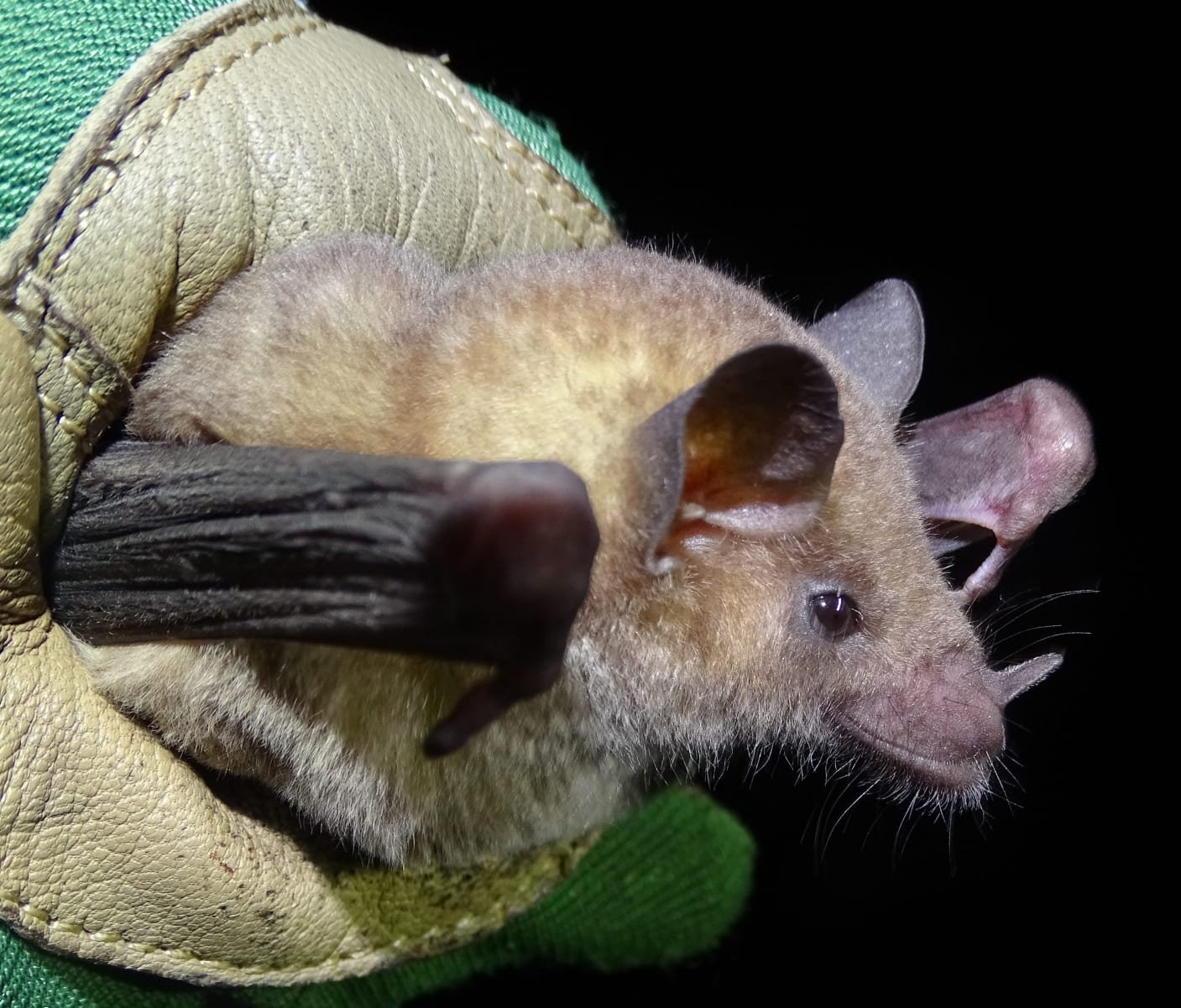 <p>Chiroptera</p><p>Phyllostomidae (leaf-nosed bats, 3)</p>