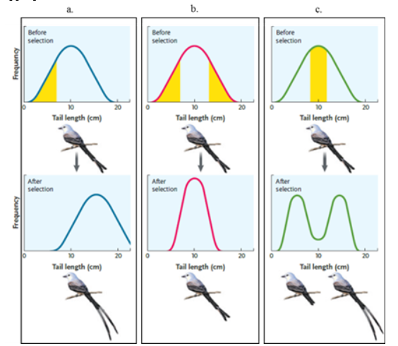 <ol start="82"><li><p>Figure 21.1 — disruptive selection</p></li></ol><p></p>