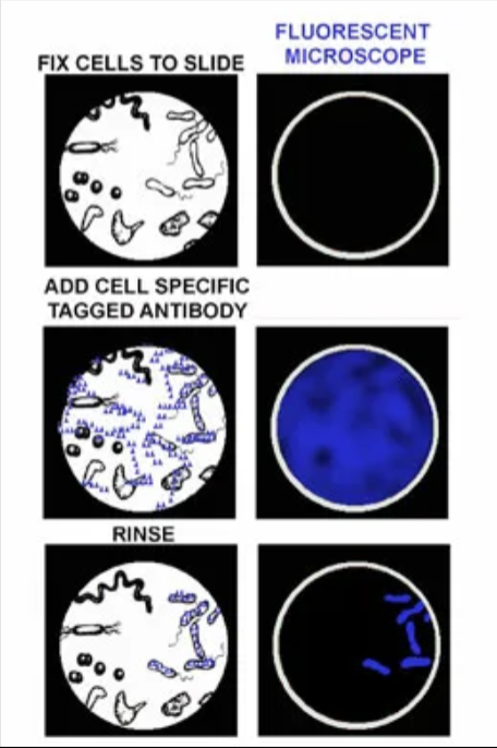 <p>why might a fluorescent antibody stain be used?</p>