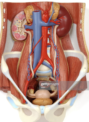 <p><span style="font-family: Calibri, sans-serif;">Inferior vena cava</span></p>