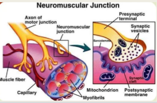 <p>Causes the release of the neurotransmitter <strong>acetlycholine</strong>, which crosses the synaptic cleft to bind to sites on the sarcolemma</p>