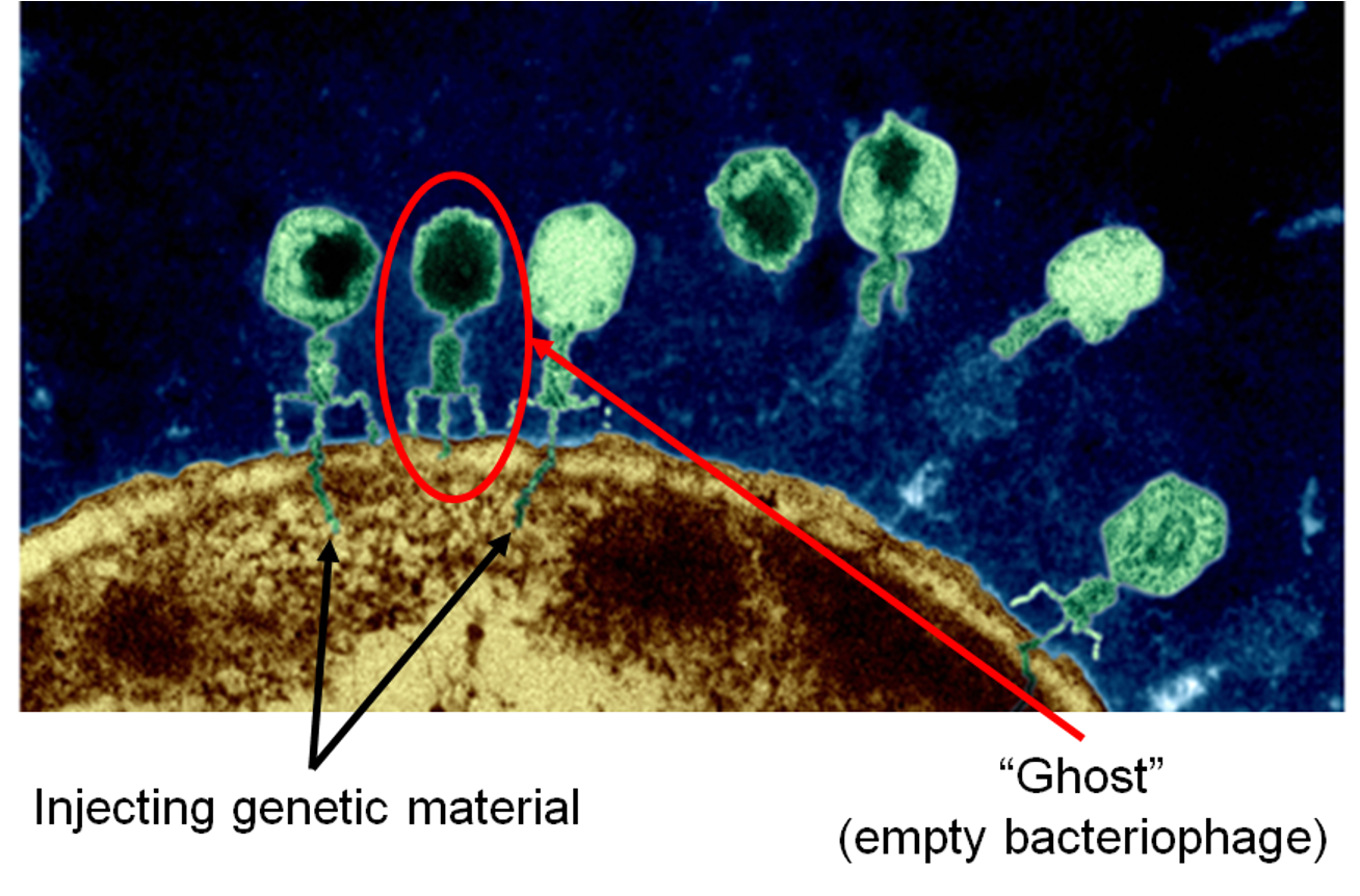 <p>Bacteriophages/phages</p>