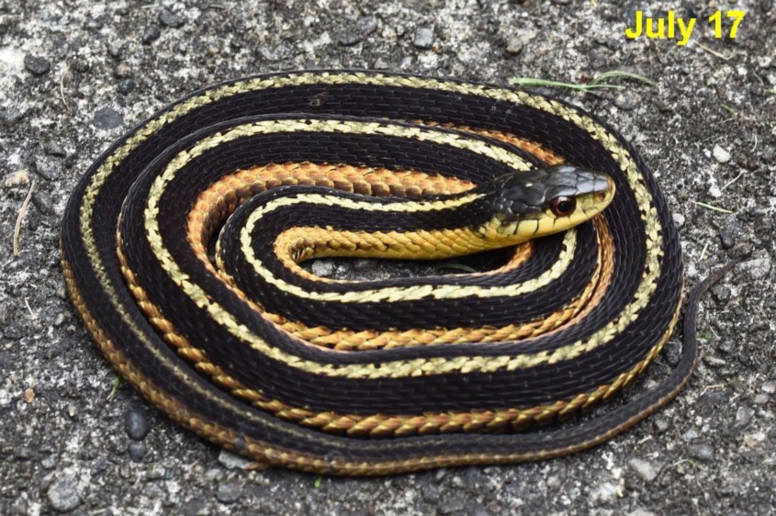<p>Colubridae. Found statewide</p>