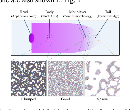 <ol><li><p>Body </p></li><li><p>Monolayer </p></li><li><p>Feather edge </p></li></ol><p></p>