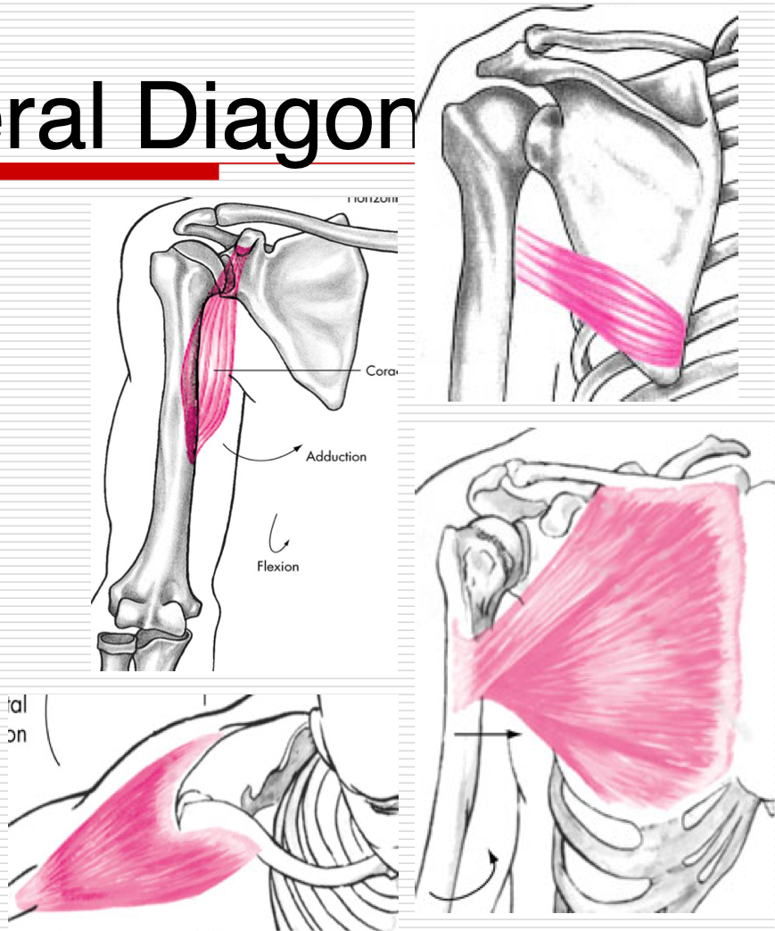 <p>Agonists </p><ul><li><p>Adductors </p></li><li><p>Flexors </p></li></ul><p></p>