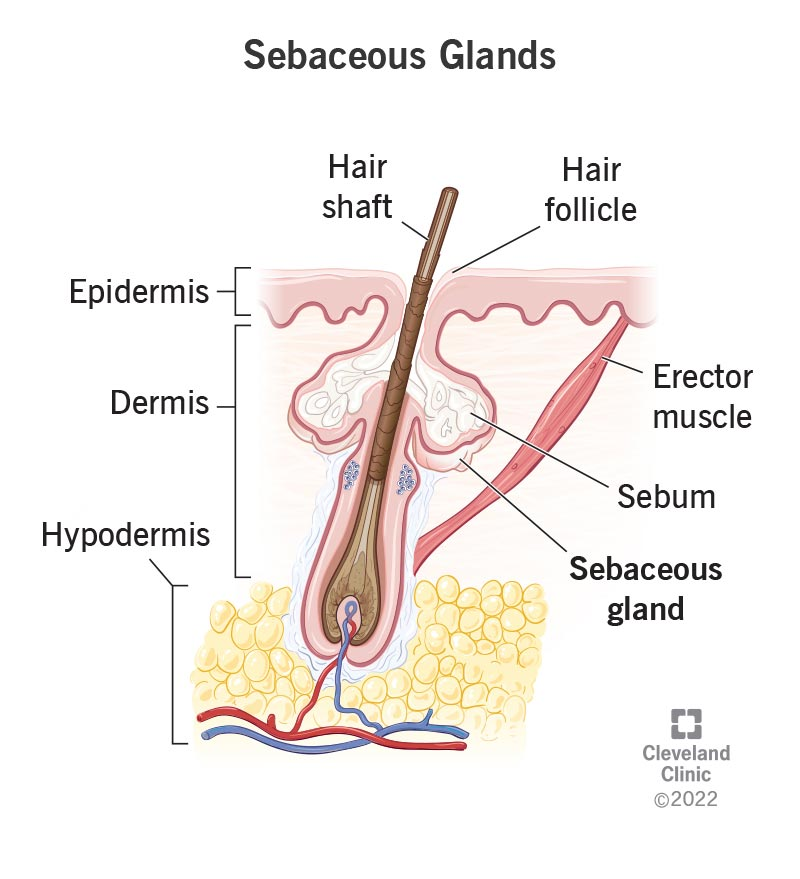 <p>What is the function of sebum?</p>