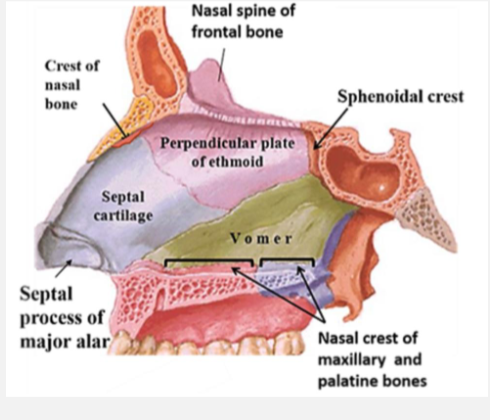 <p>Vomer </p>
