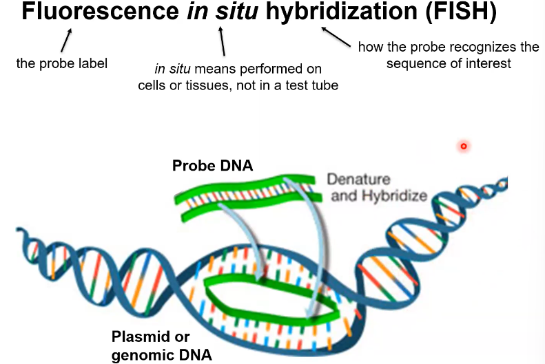 <p>You need to sperate a section of the DNA and then add the Probe</p>