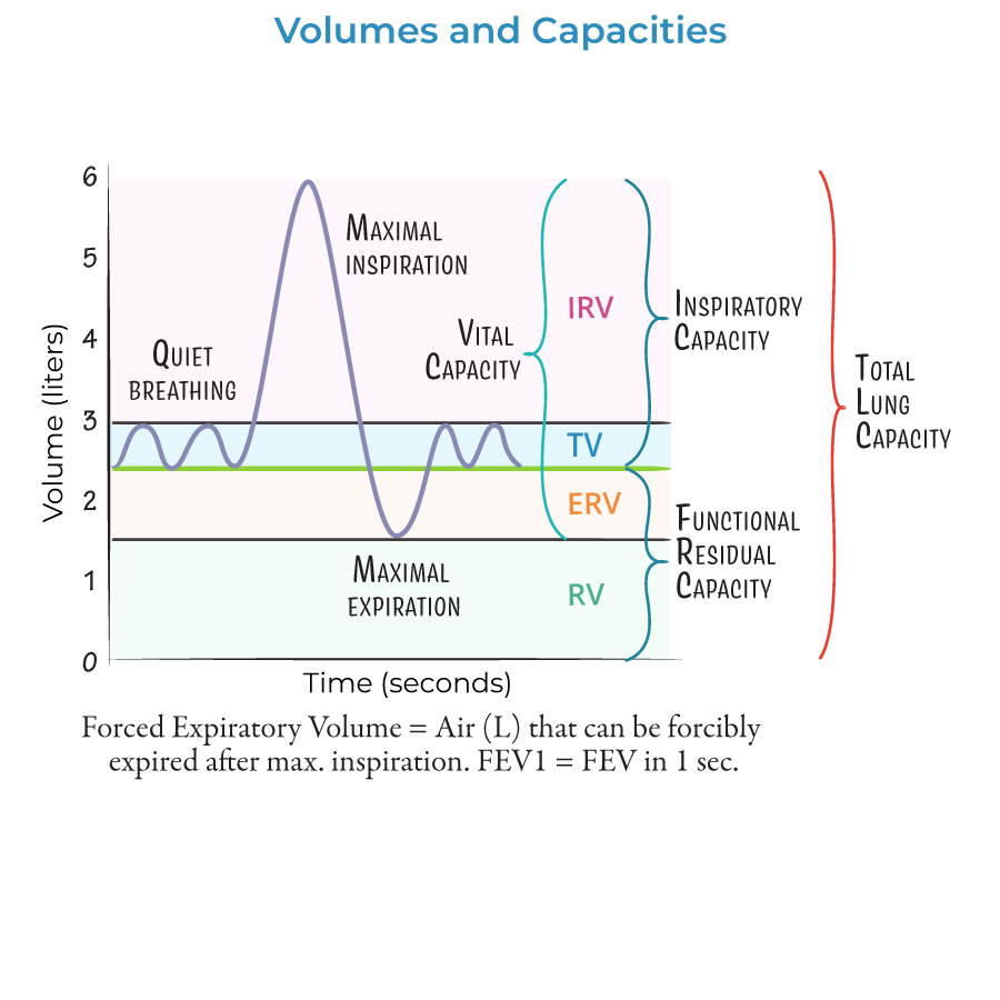 <p>Answer: Poorly aerated and unstable alveoli may collapse, reducing the volume of aerated lung remaining after passive expiration.</p>
<p>Extra Information:</p>
<ul>
<li>FRC = expiratory reserve volume + residual volume.</li>
<li>Collapse increases the mechanical effort necessary to reopen affected lung units.</li>
</ul>
<p>Source: B6LG1 slides 12–17 | B6LG2 slide 10</p>