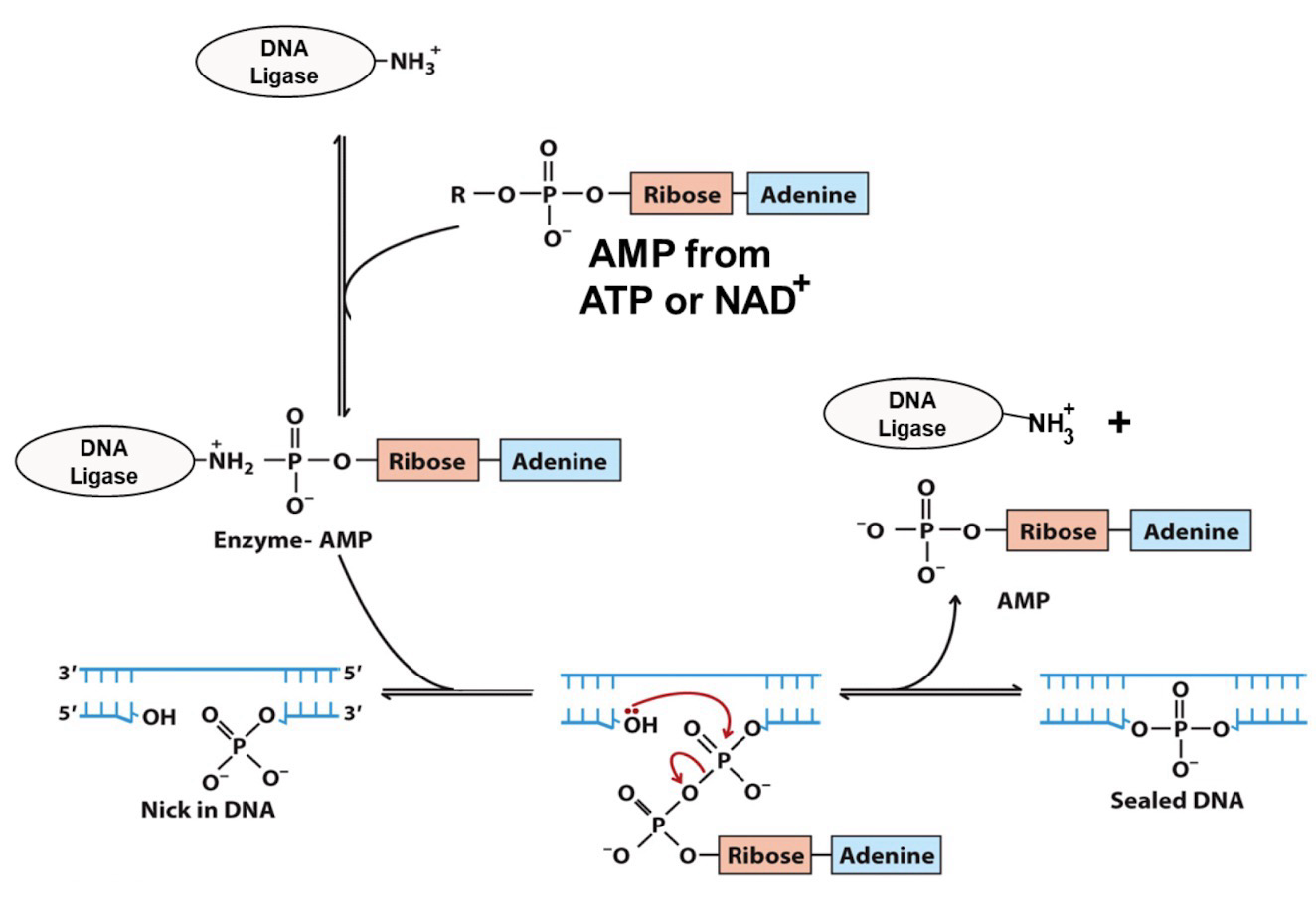 <p>Links two existing DNA chains together by forming a <strong>phosphodiester linkage; </strong>resulting in a continuous <strong>5’ → 3’ strand</strong></p><p>In vivo, its primary role is to seal <strong>single-strand breaks (nicks)</strong></p>