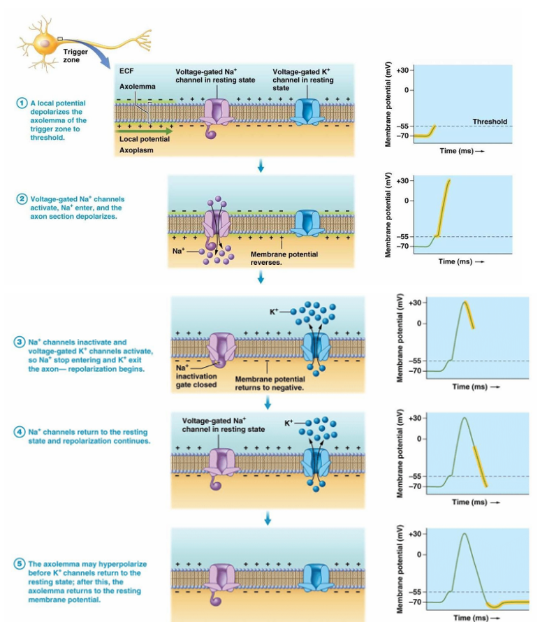 <ol><li><p>local potential depolarizes trigger zone’s axolemma to threshold of -55mV</p></li><li><p>voltage gated Na+ channel active → Na+ enters, axon section depolarizes</p></li><li><p>Na+ channel inactive &amp; voltage gated K+ channel actives</p><ol><li><p>Na+ X enter</p></li><li><p>K+ excite axon → repolarize</p></li></ol></li><li><p>Na+ channel returns resting state, repolarize cont.</p></li><li><p>axolemma can hyperpolarize before K+ channel becomes resting state</p><ol><li><p>then return RMP</p></li></ol></li></ol><p></p>
