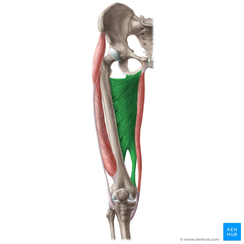 <p>Medial Hip Muscles</p>