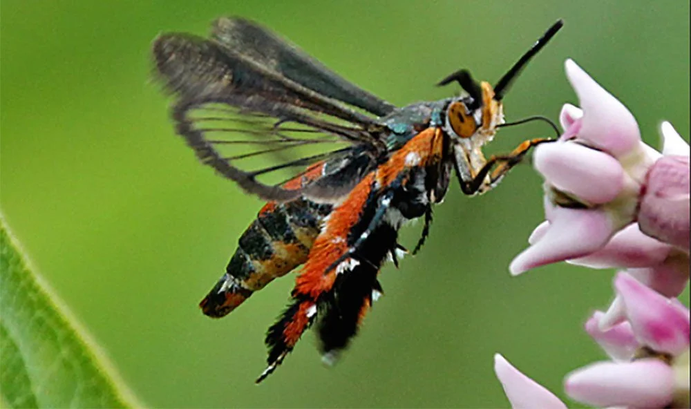 <p>red moth with black and clear wings</p>