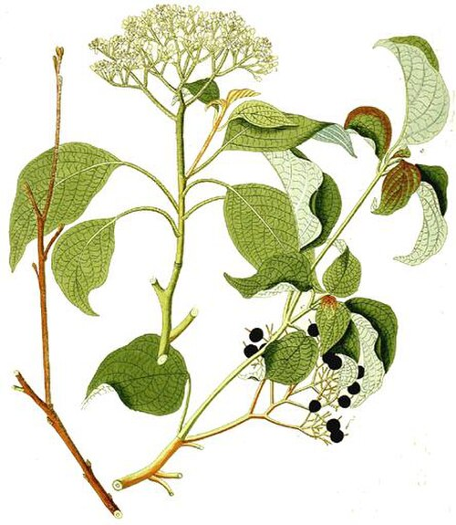 <p>Alternate-leaved dogwood / Pagoda Dogwood </p>