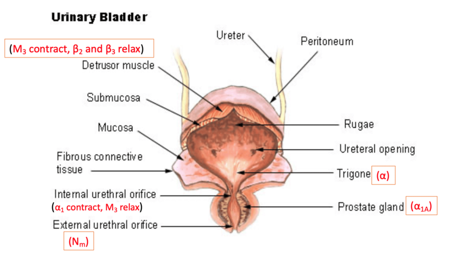 <p>to urinate:</p><p>detrusor contraction= M3</p><p>urethral relaxation= no adrenergic stim</p><p>inhibit urine:</p><p>detrusor relaxation= B3</p><p>urethra= a1</p>