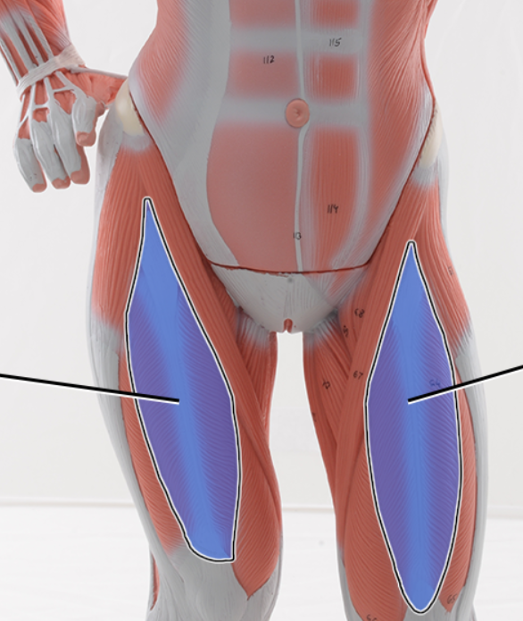 <p>Name the structure highlighted, function</p>
