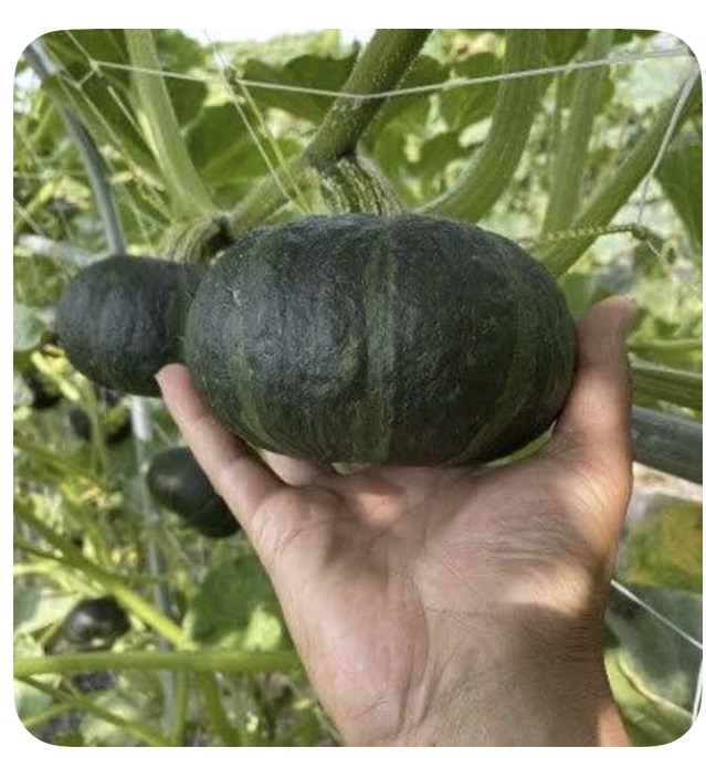 <p>Baby kabocha</p>