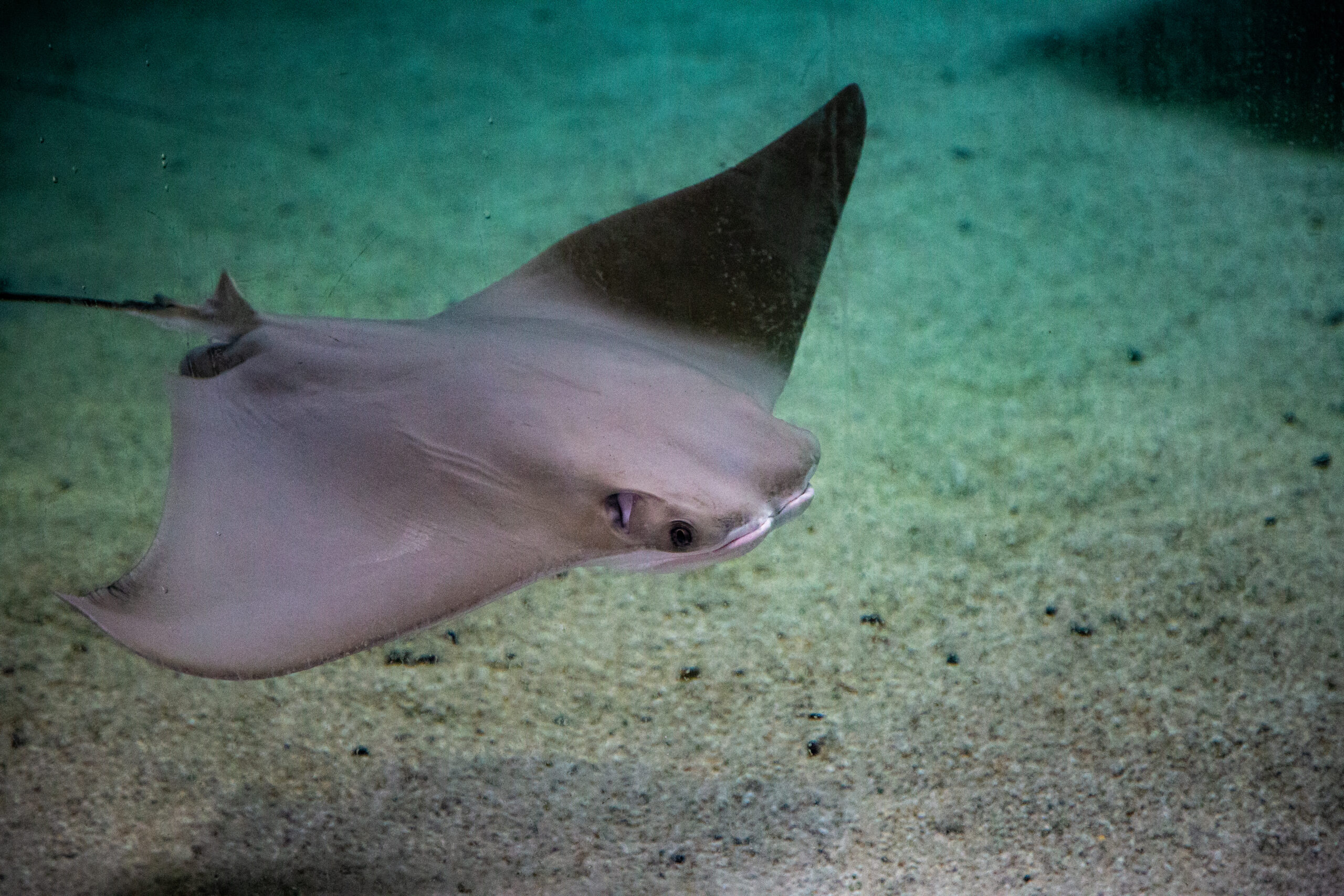 <p>Eagle rays</p><p>(Mylios: “Mill” or “Molar” in referance to their grinding teeth</p><p>Batis: “Flat fish”)</p><p>Includes: Cownose ray</p><p>*Found in west wing and GOT</p>