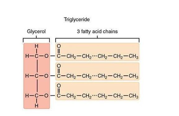 <ul><li><p>Fatty acids and glycerol</p></li></ul><p></p>