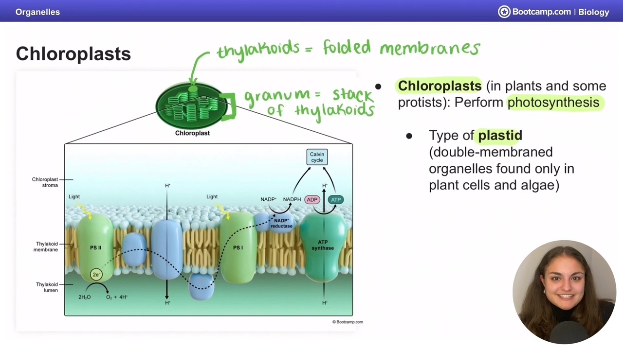 <p>Type of plastid (doube membranes organelles found in plant cells and algae) </p><p></p><p>that performs photosynthesis</p>