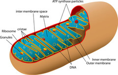 <p>"power plants" of the cell; sites of cellular respiration</p>