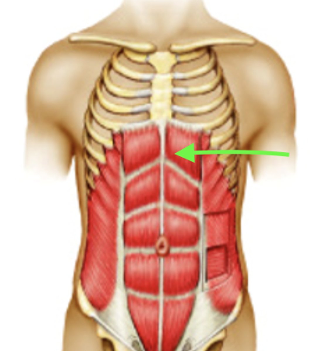 <p>what is this muscle?</p>