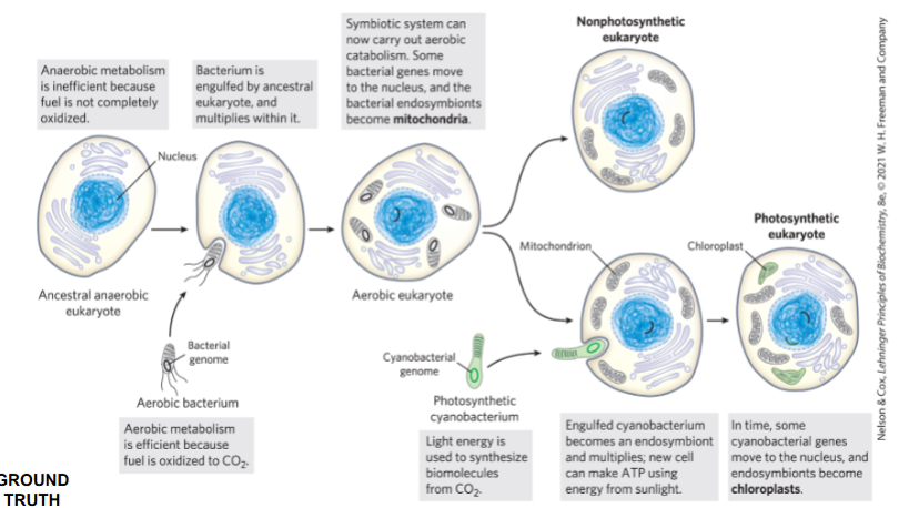 <ul><li><p>cyanobacterium engulfed by a eukaryotic cell → chloroplast</p></li><li><p>proteobacterium engulfed by a eukaryotic cell → mitochondria</p><ul><li><p>mitochondria have their own circular DNA that can code for their own organelle-specific translation machinery</p></li></ul></li></ul><p></p>