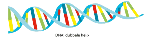 <p>Heeft de vorm van een dubbele helix !!</p>